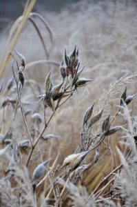 vaste planten in de winter