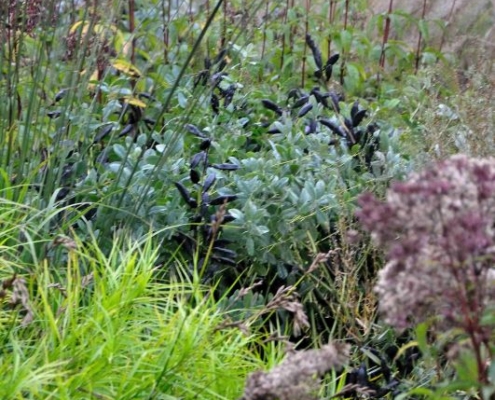 Vaste planten in een grote tuin met siergrassen.