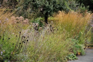 vaste planten en siergrassen achtertuin